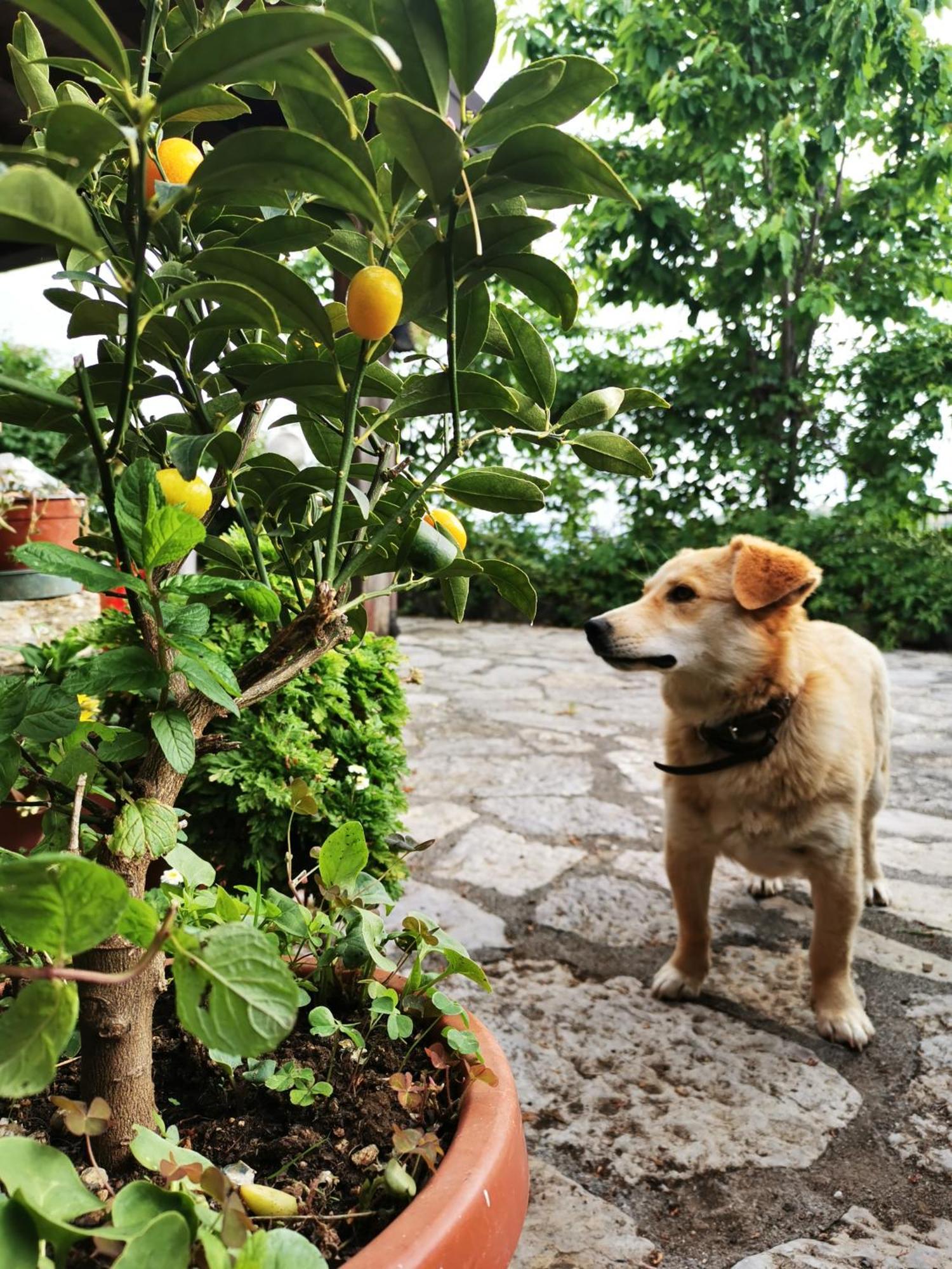 Agriturismo Donna Bianca Mormanno Luaran gambar